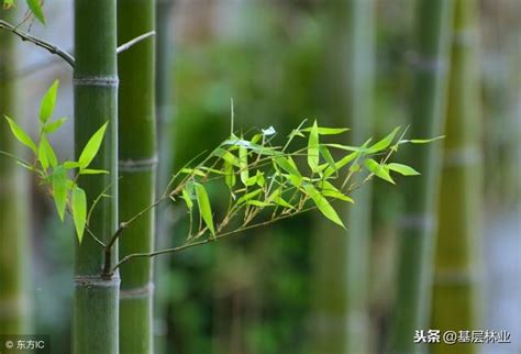 種竹|竹子種植技巧——簡單易學的移竹種植方法